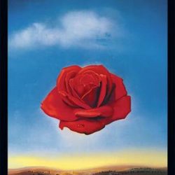 salvador dali meditative rose